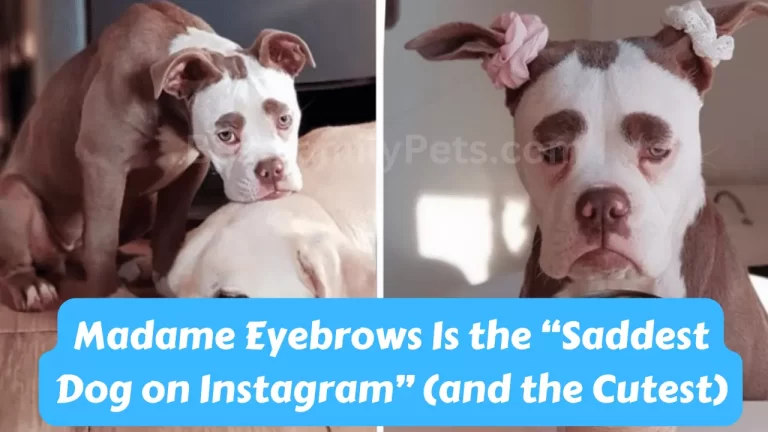 Madame Eyebrows