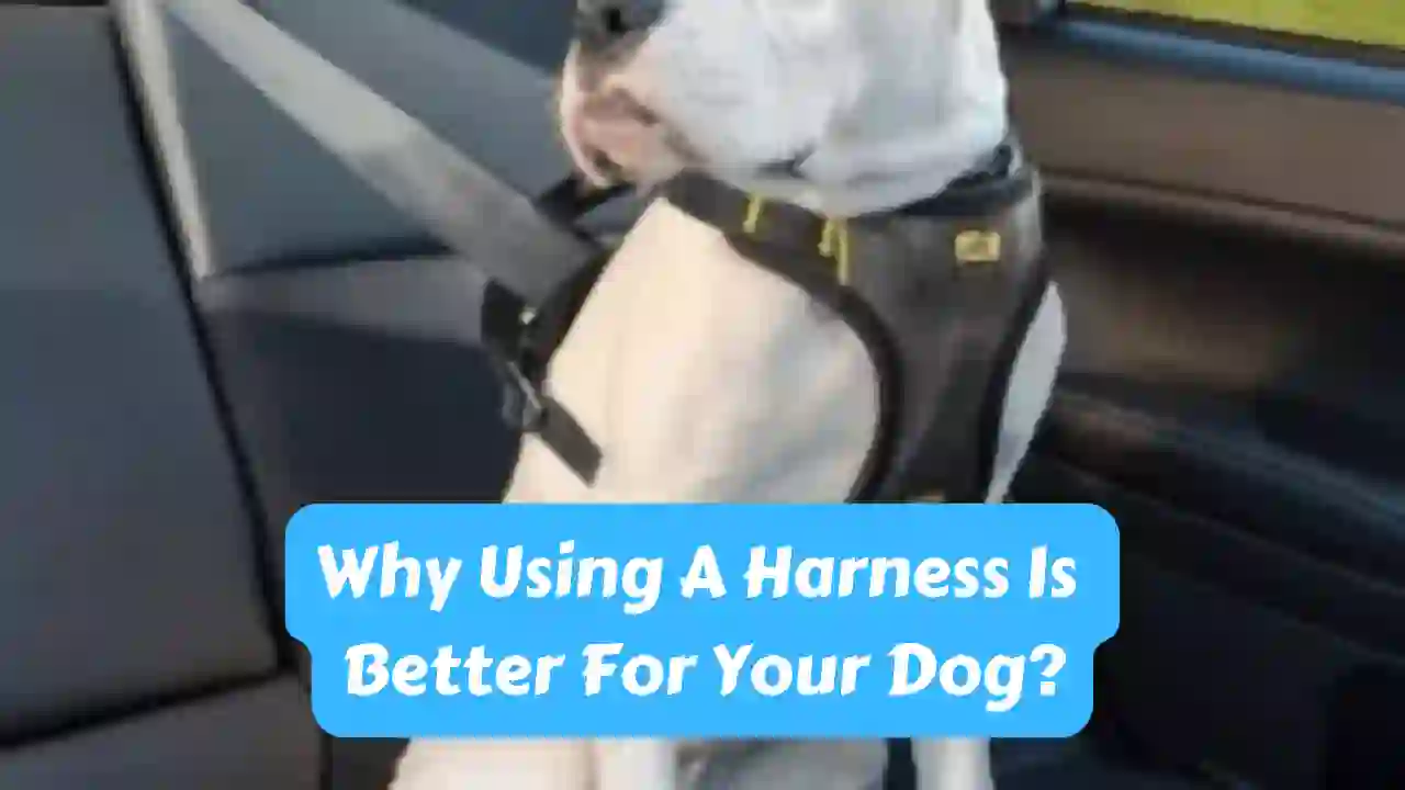 Why Using A Harness Is Better For Your Dog?