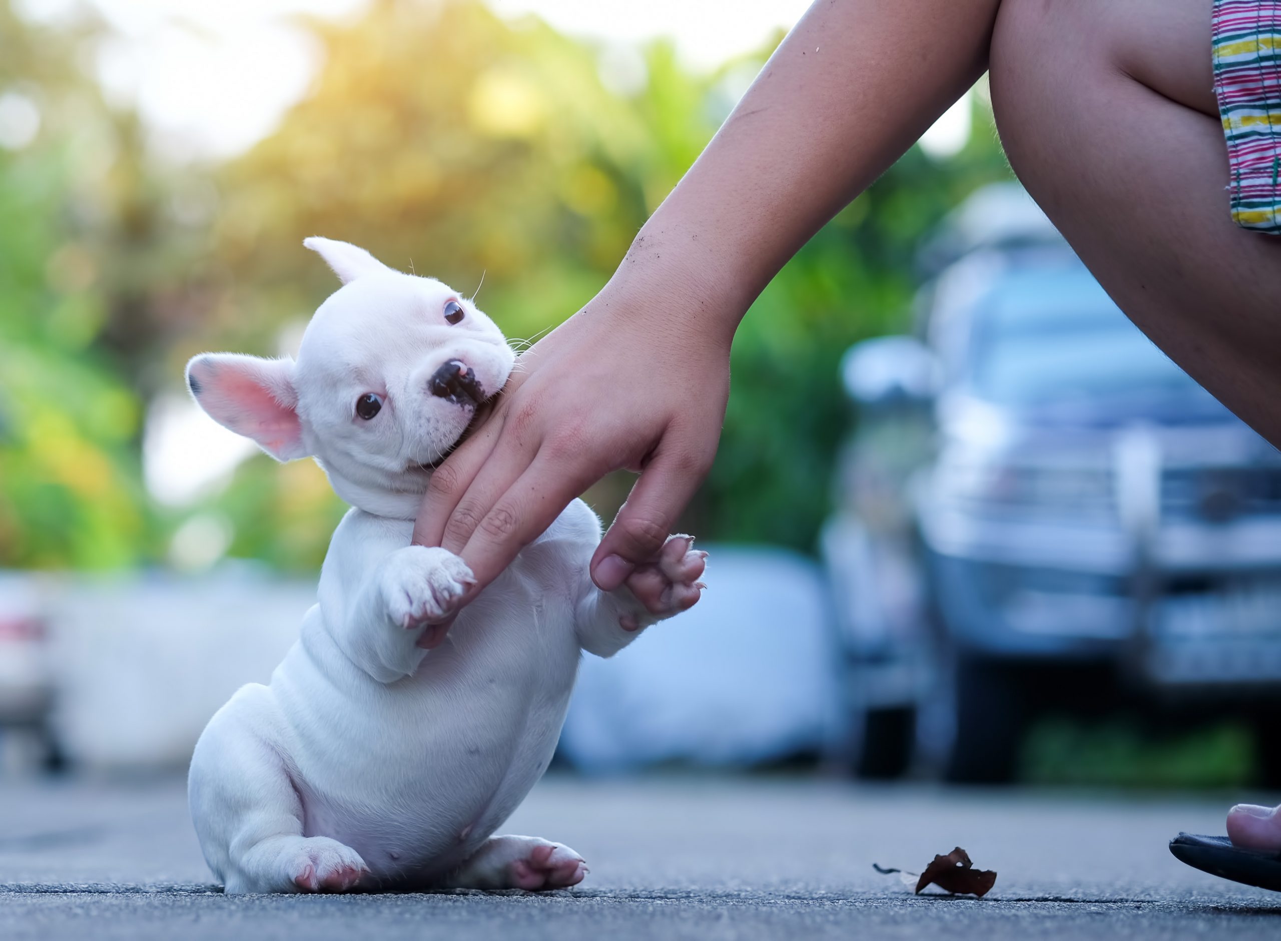 This Is the Secret Puppy Feeding Schedule No One Tells You About
