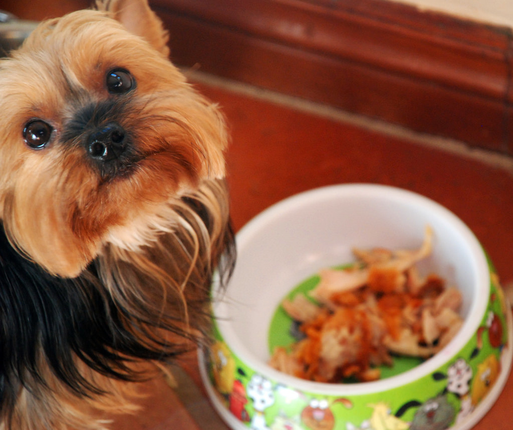 8 Reasons You Should Eat Like Your Dog