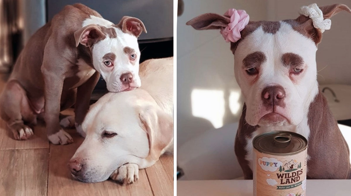 Madame Eyebrows Is the “Saddest Dog on Instagram” (and the Cutest)