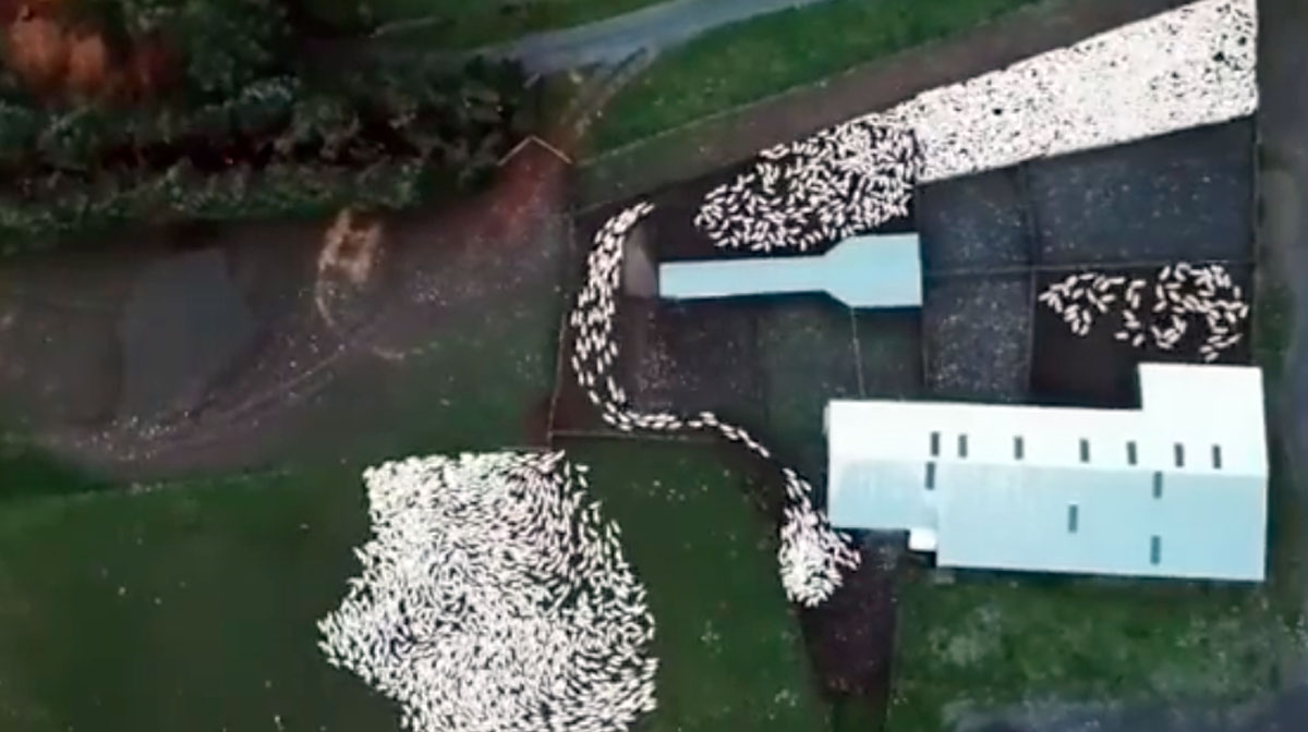 New Drone Footage of Dogs Herding Sheep Is Mesmerizing [Video]