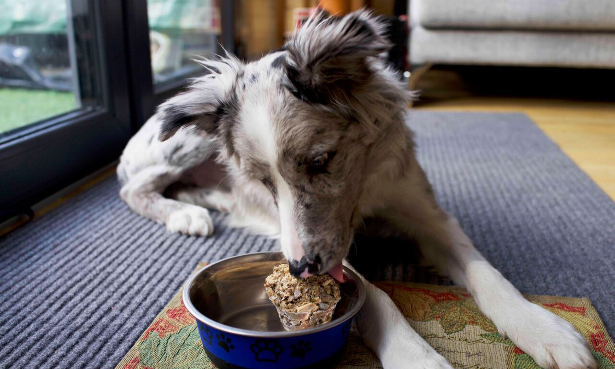 8 Tips on Dog Food