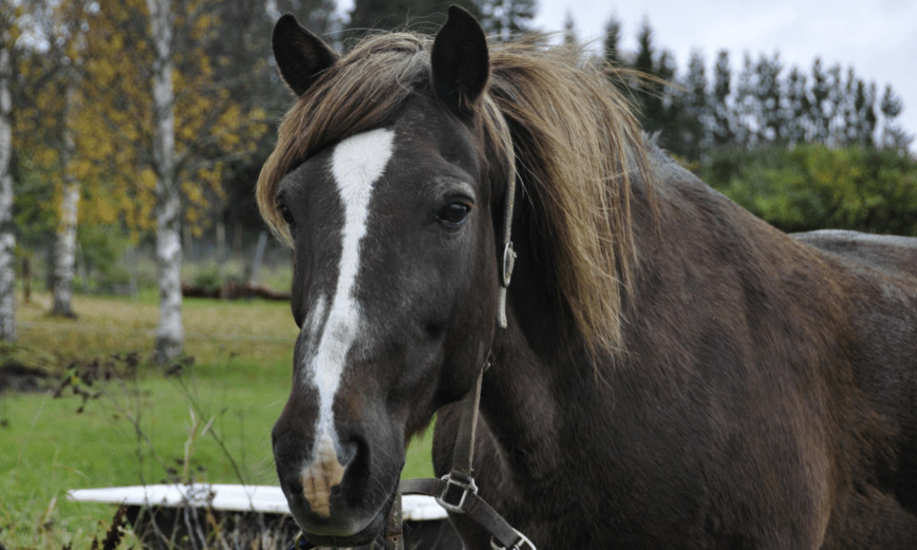 How to Best Buy a Horse Best Family Pets