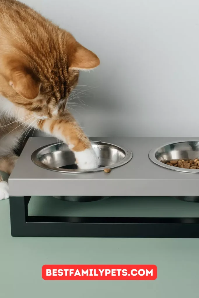 Balancing the Cat's Diet