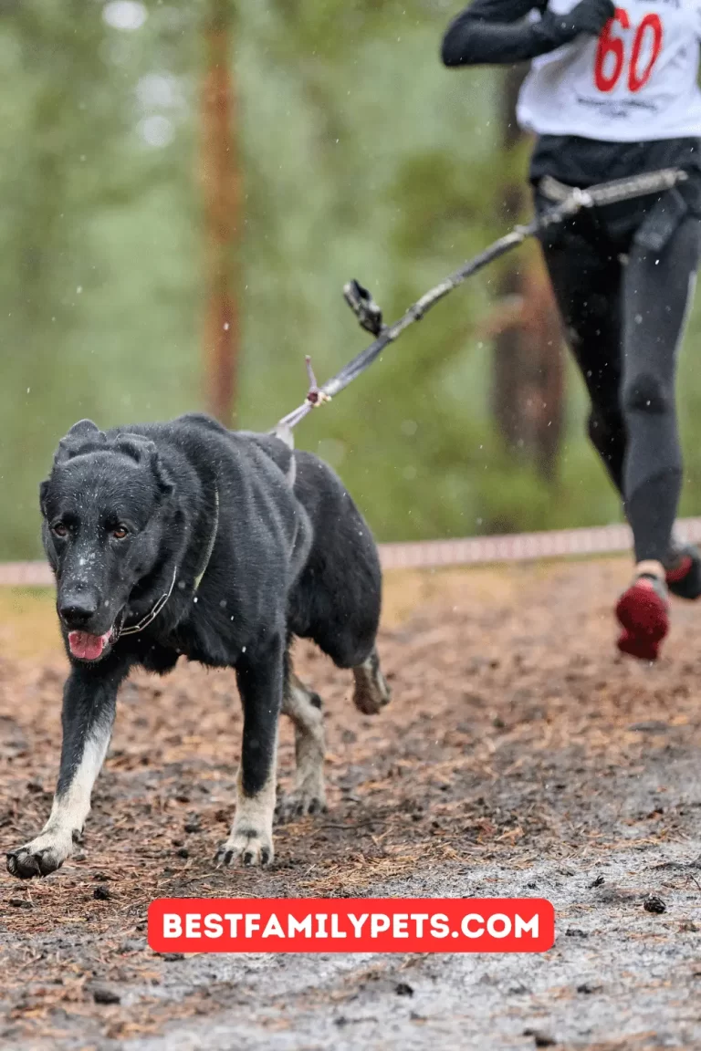 Best Dog Track in Florida