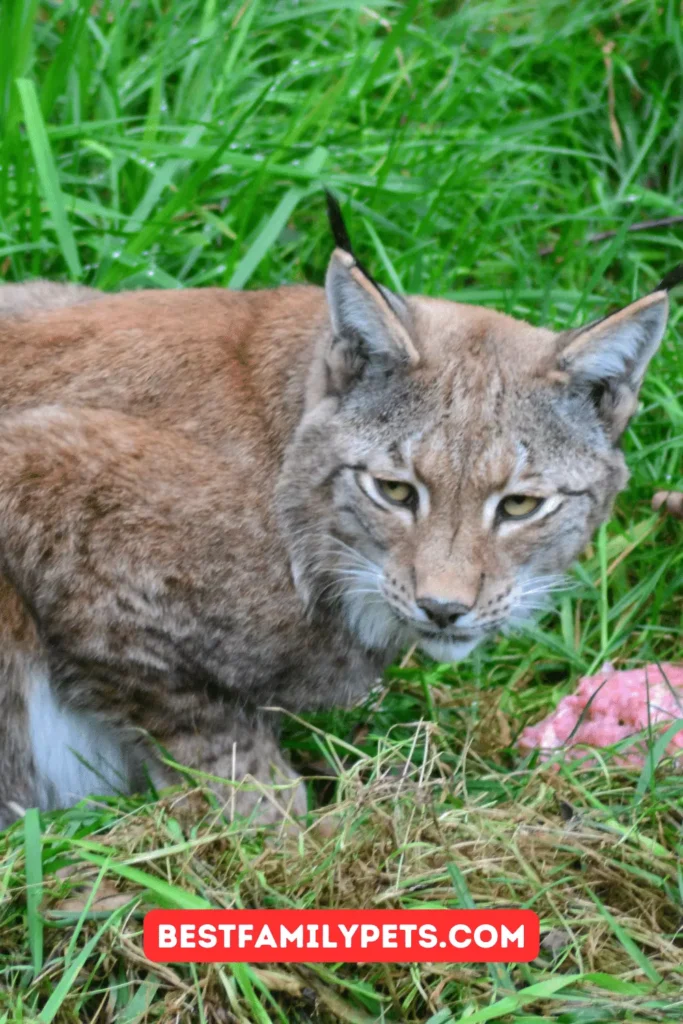 Cats as Carnivores