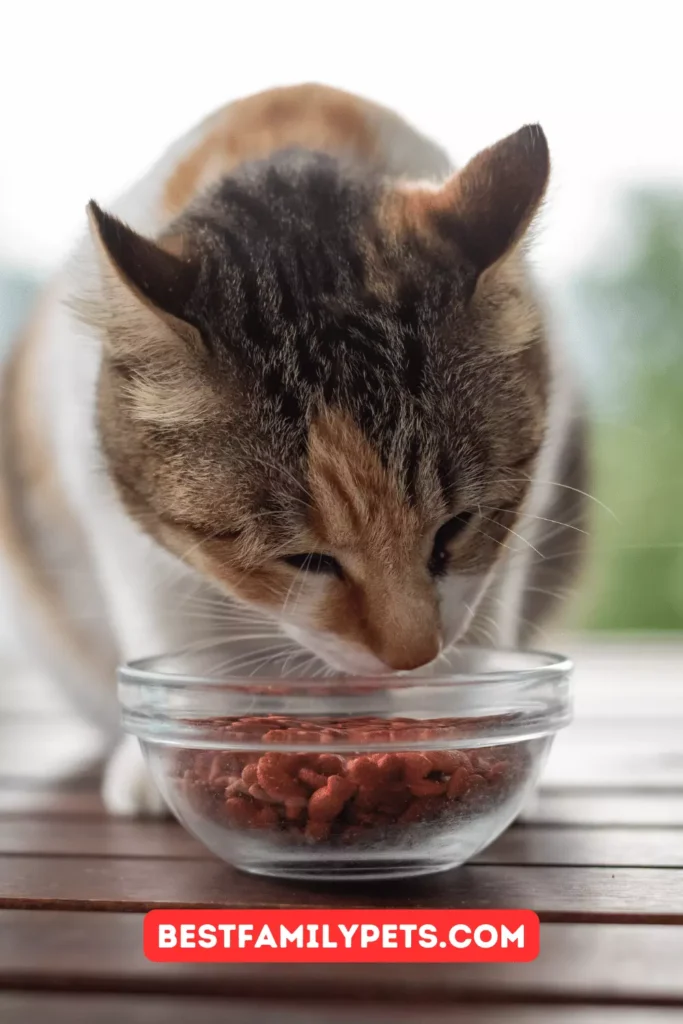 Domestic Cat's Diet