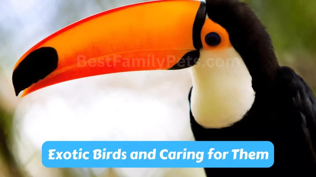 Exotic Birds and Caring for Them