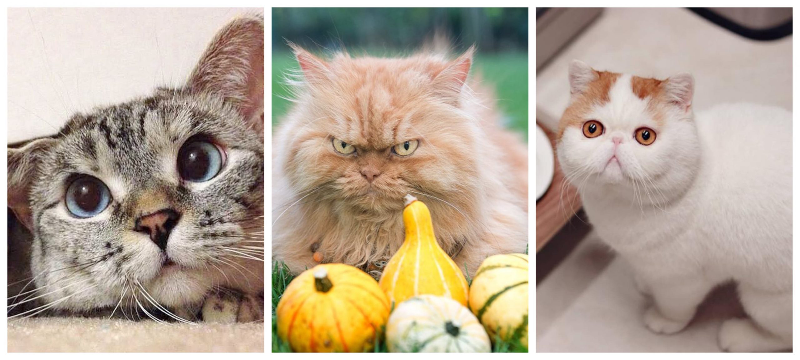 The 10 cat accounts that you can not miss in Instagram