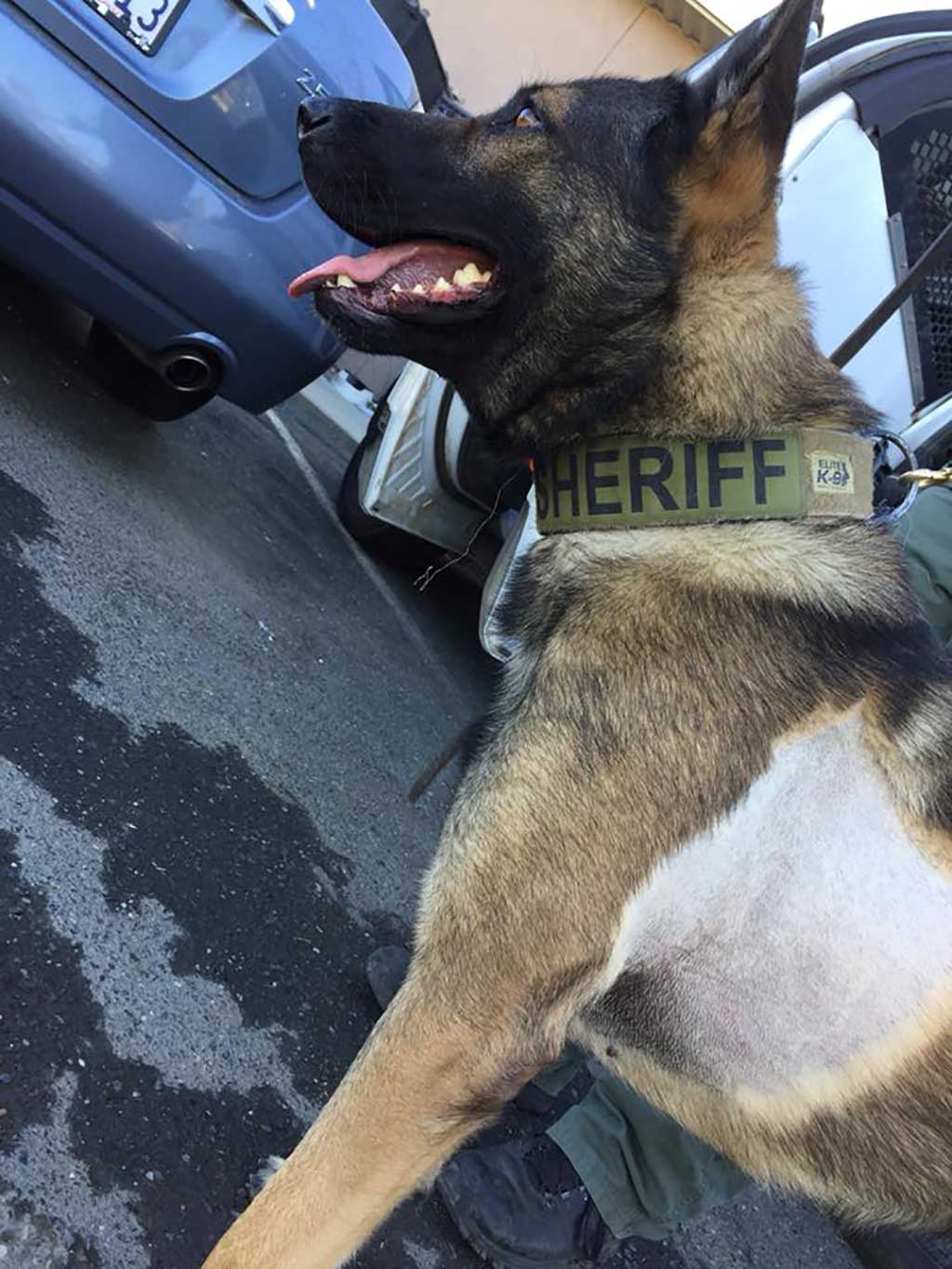 A police dog is another agent (at least in the US)