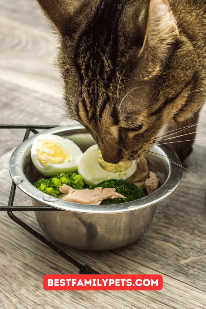 Vegetarian Diet Debate for Cats