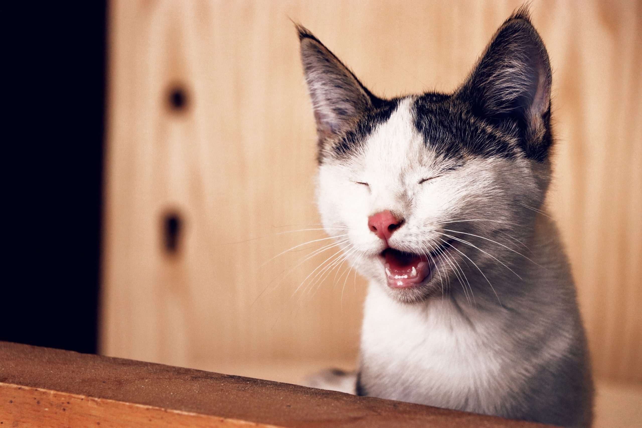 10 things that scare cats (curious as they may seem)