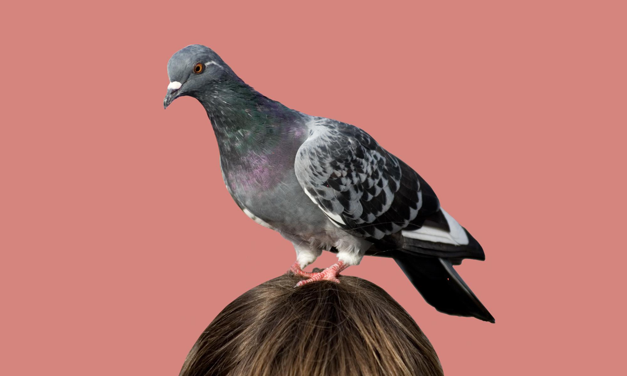 featured_art_pigeon