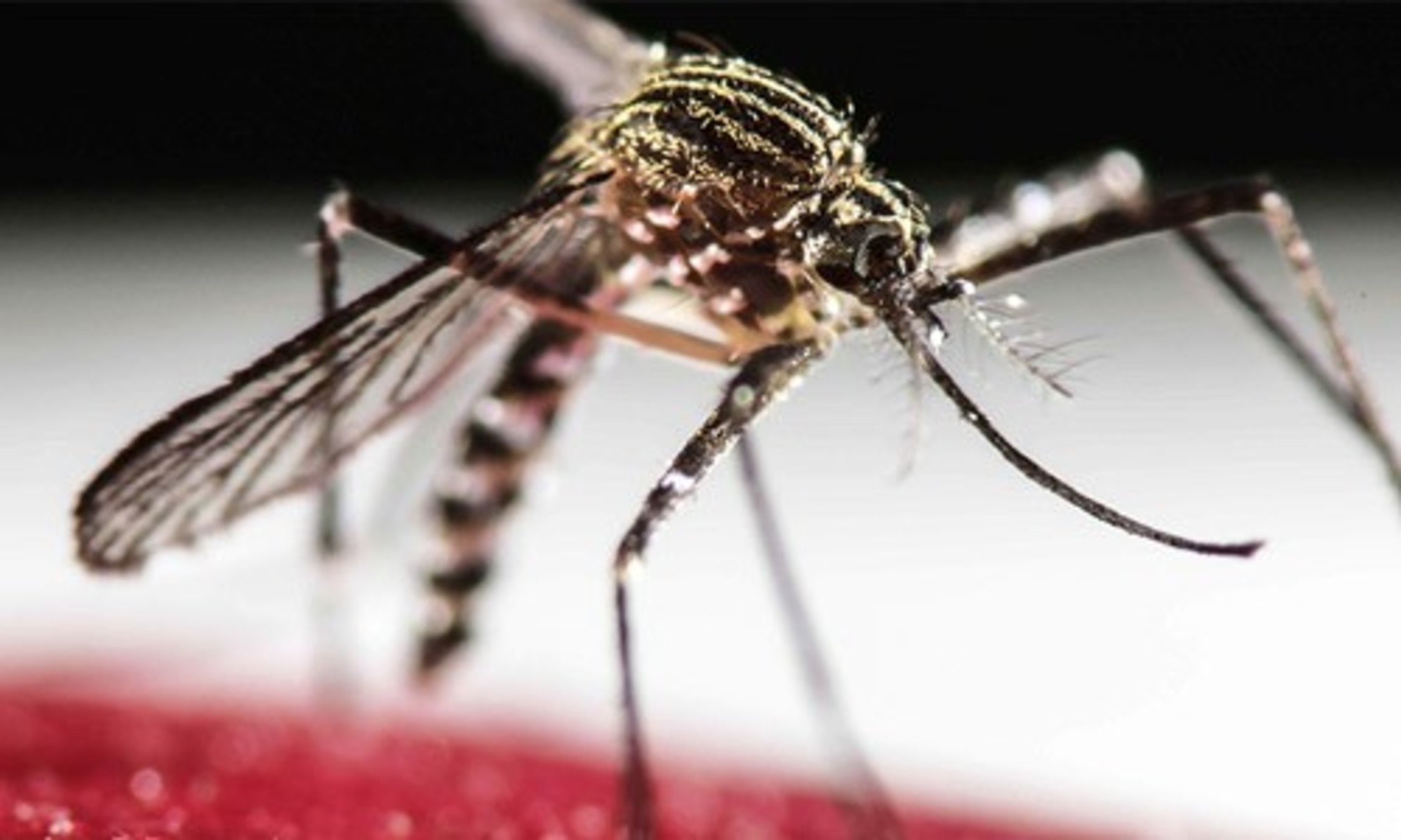 Mosquito Repellent Reviews - DEET Vs Natural Insect Repellents
