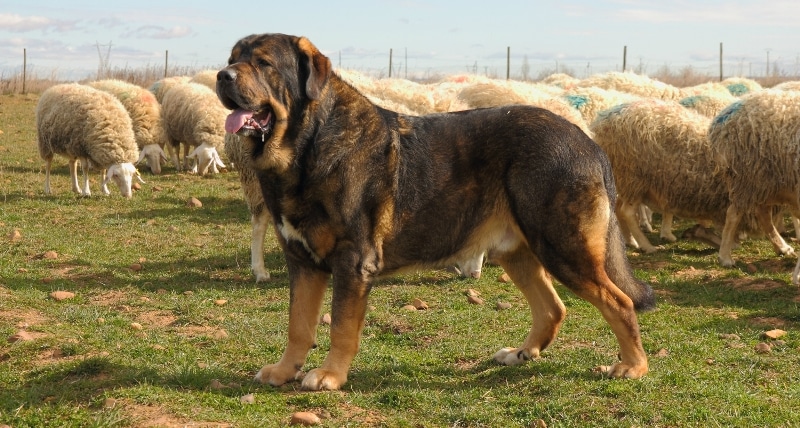 Are guard dog or protection breeds more aggressive than the rest?