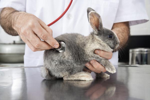 How to recognize the symptoms that a rabbit is sick?