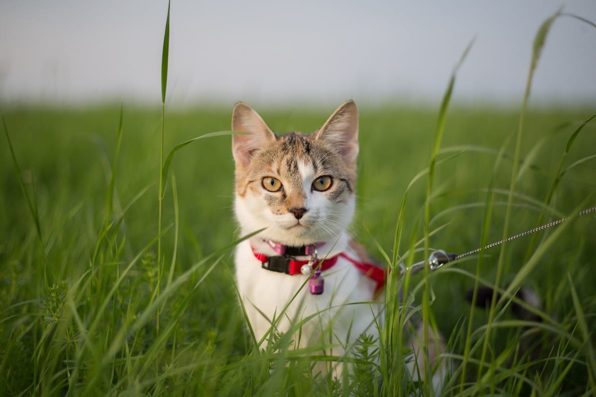 5 tips to walk with your cat on the street!