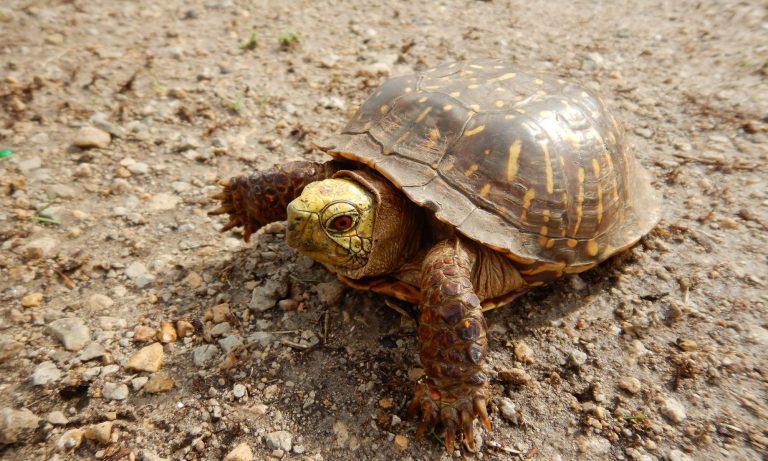 Care of the Box Turtles