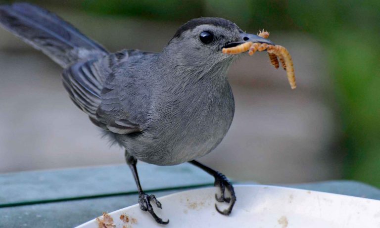 Dried Mealworms