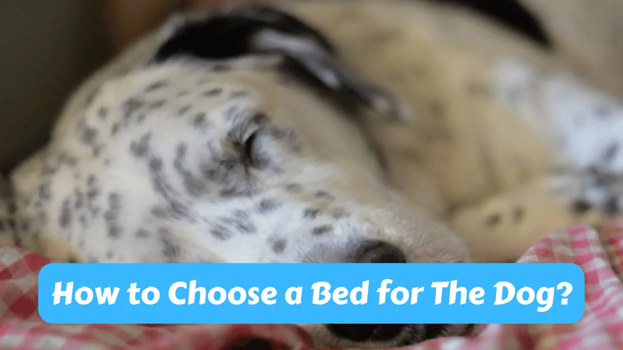 How to Choose a Bed for The Dog?