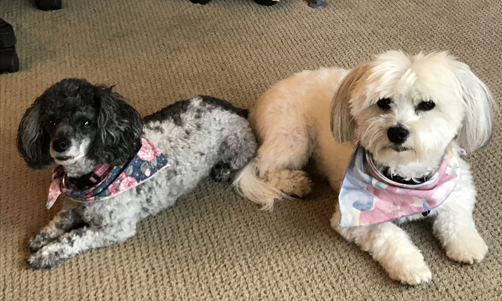 7 Tips to Have Happy Pets