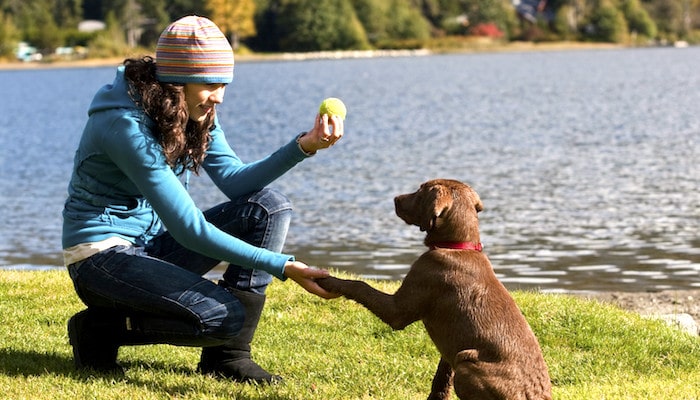 5 tips for a perfectly trained dog