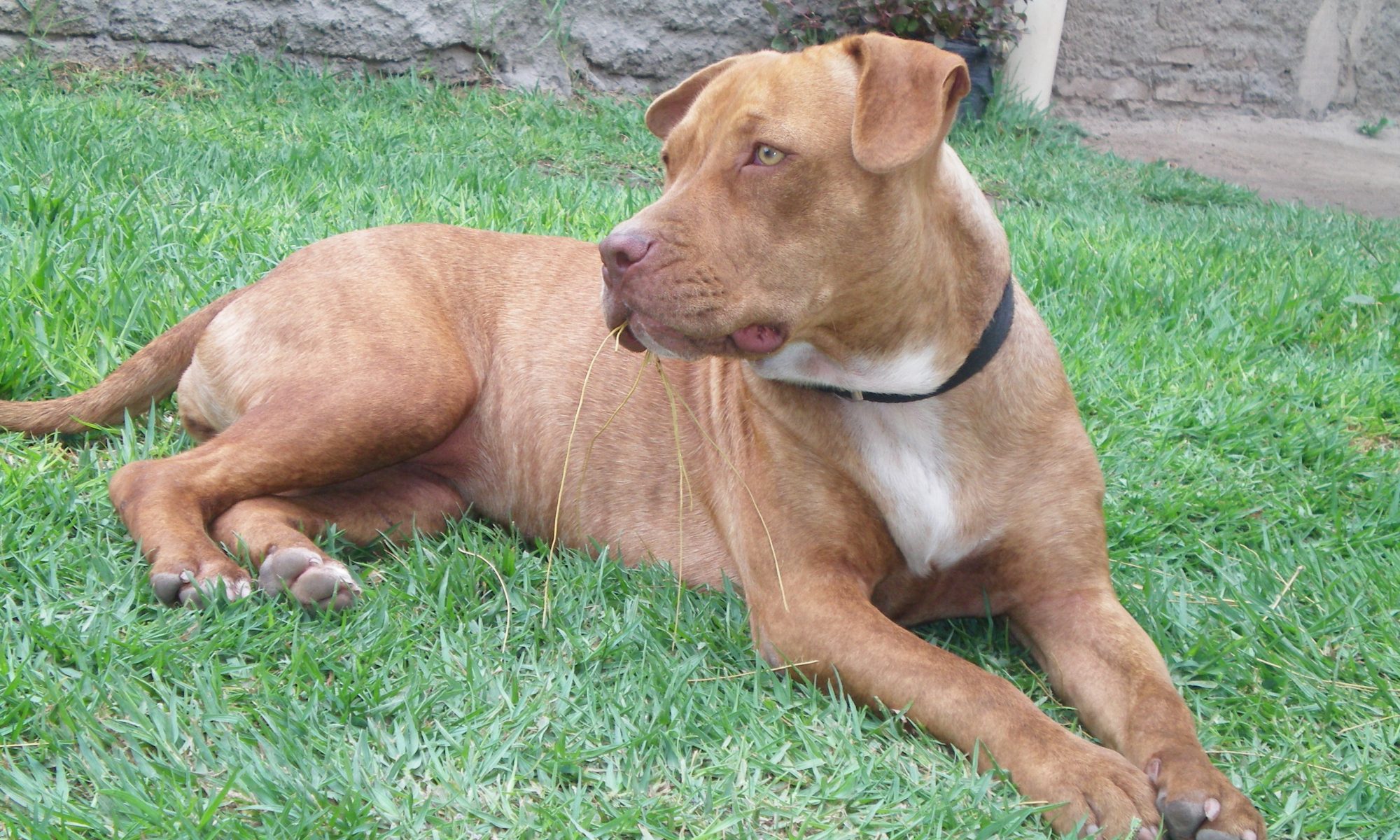 What Care Does Your Dog Pitbull Need? Have a Happy, Healthy and Balanced Dog