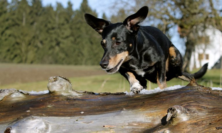 Top 3 health problems for dachshunds