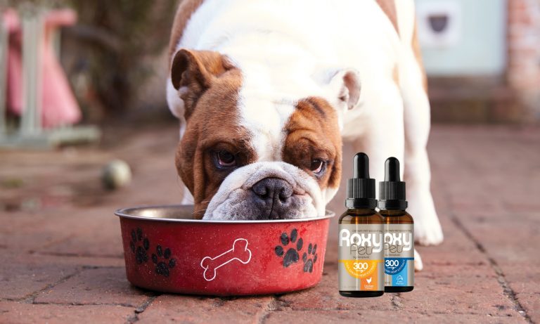 Benefits of CBD Oil to Treat Your Animal