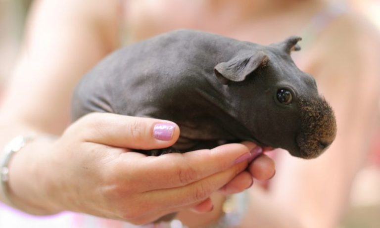 Guinea Pig