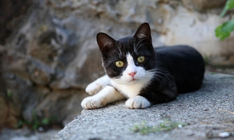 Kibble Distributor for Cat