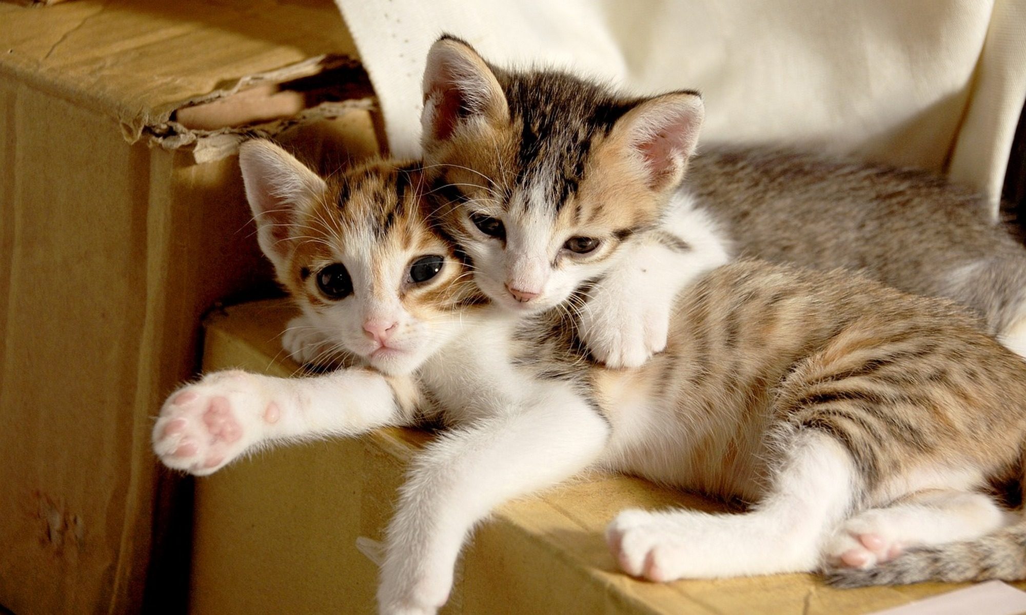 How To Know If You Are A True Lover Of Cats Best Family Pets