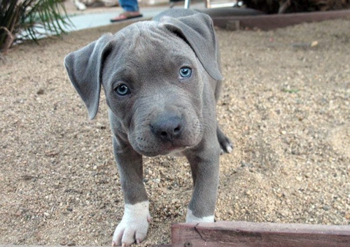 small pitbull