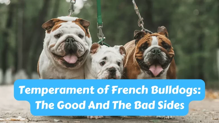 Temperament of French Bulldogs