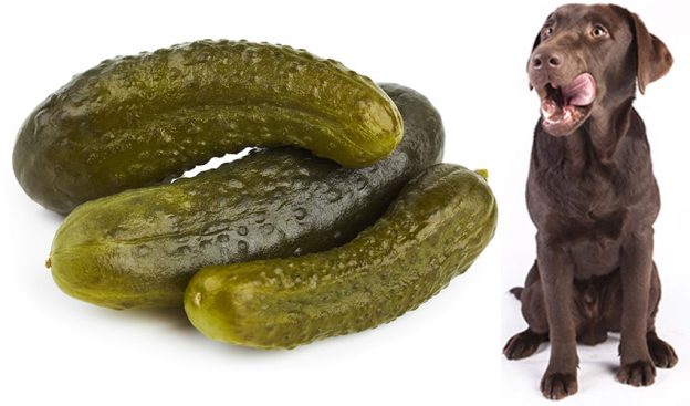 Can Dogs Eat Pickles?