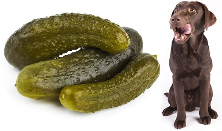 Can Dogs Eat Pickles