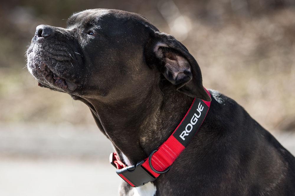 Choosing the Right Harness or Collar for Your Dog