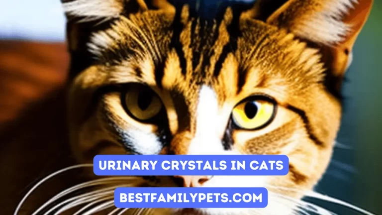 Urinary Crystals in Cats