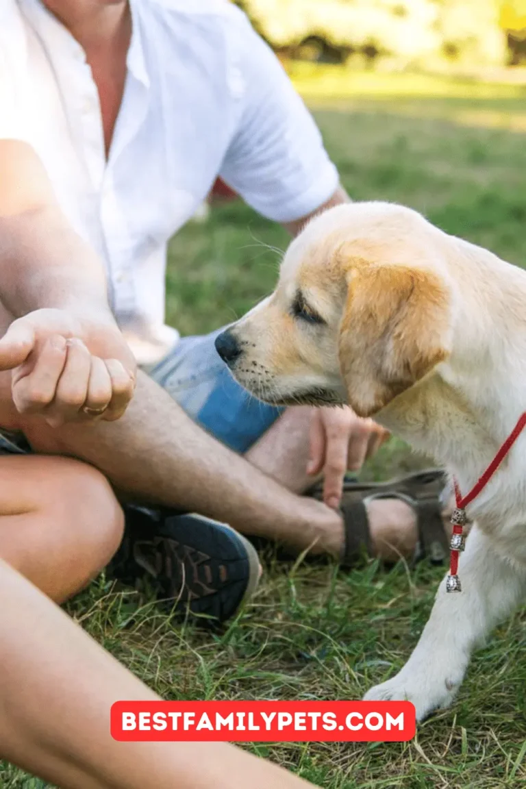 6 Training Tips for Socializing Your Puppy