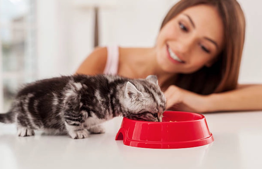 5 Tips to Encourage Your Cat to Eat