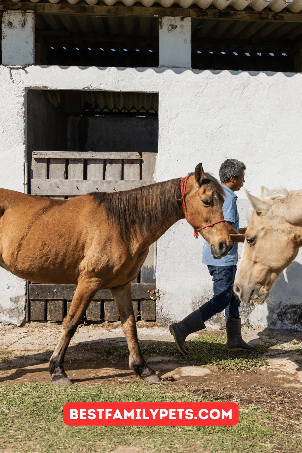 Should Horses be Left Inside or Outside the Field Shelters