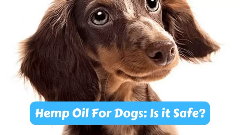 Hemp Oil for Dogs