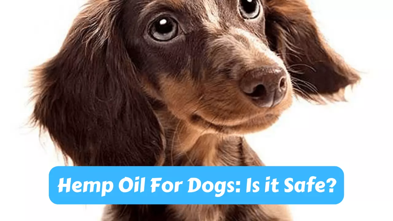 Hemp Oil for Dogs: Is it Safe?