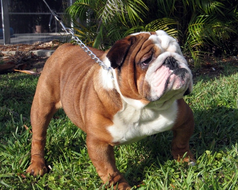 What Is The Best Food For The Bulldog?