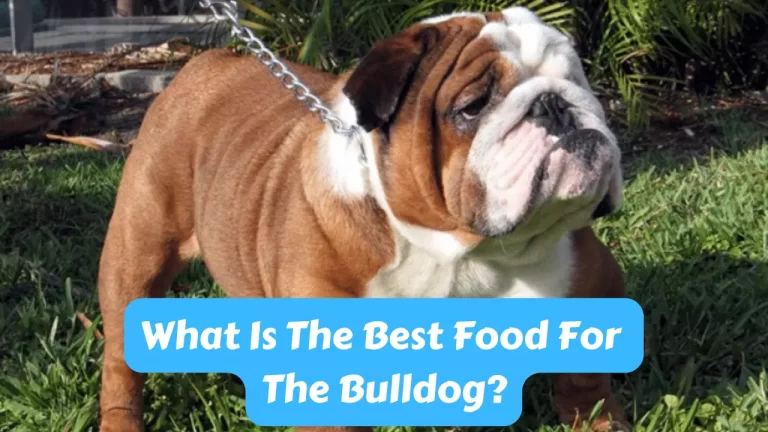 Best Food For The Bulldog