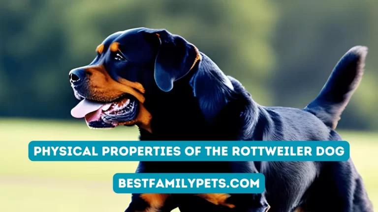 Physical Properties of the Rottweiler Dog