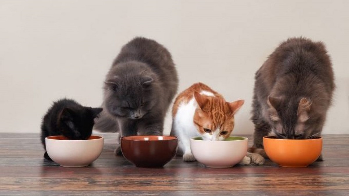 Homemade cat food: recipes, tips and benefits