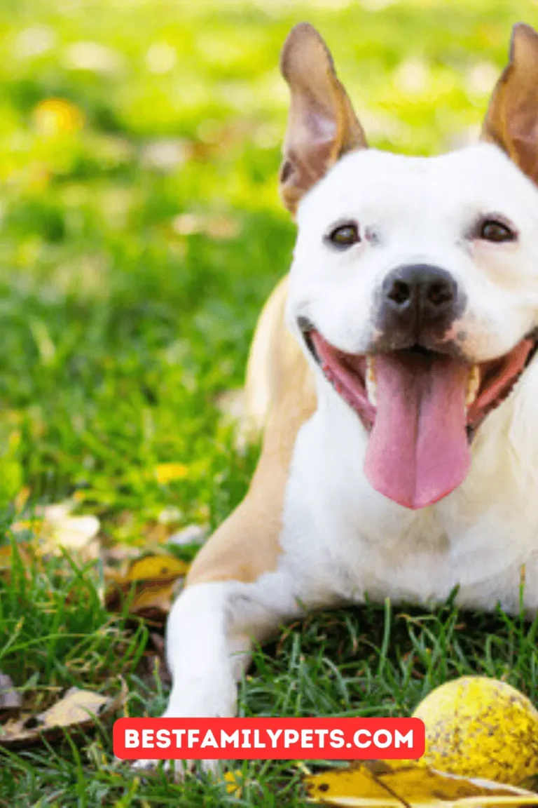 5 Tips to Have a Healthy and Happy Dog