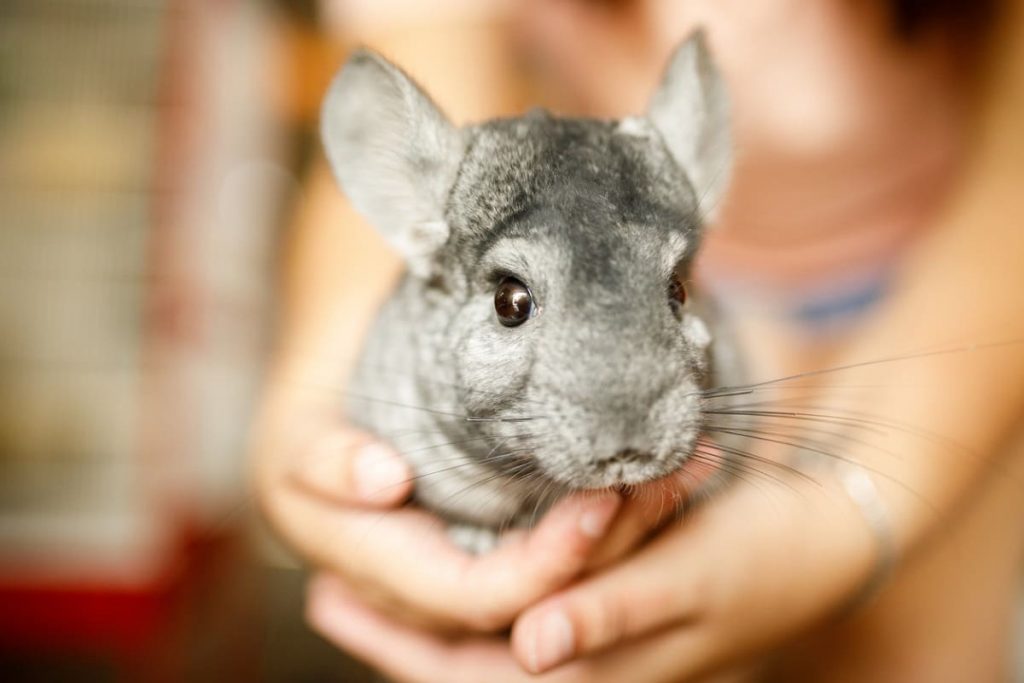 Chinchillas, What They Eat? Best Family Pets